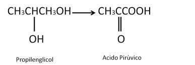 metabolismo_propilenglicol